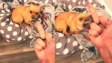 Angry-Dog-vs-Middle-Finger-Challenge-Cute.jpg