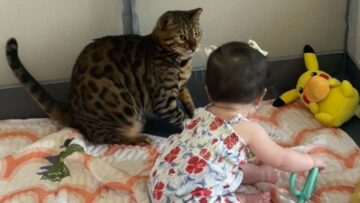 Annoyed-Cats-Adorable-Interaction-with-Baby-Super-Cute.jpg