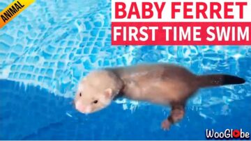 Baby-Ferrets-First-Swim-Watch-the-Adorable-Little-Guy-Paddle.jpg