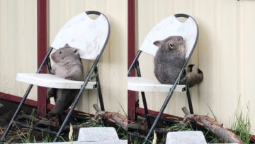 Baby-Wombats-Heartwarming-Release-Adorable.jpg