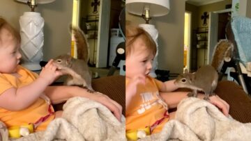 Baby-girl-struggling-to-catch-pet-squirrel-Super-Cute.jpg