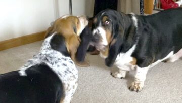 Basset-Hounds-Having-a-Blast-in-Tug-of-War-Fun.jpg