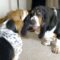 Basset Hounds Having a Blast in Tug of War Fun! Heartwarming | Heartsome