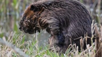 Beavers-adorable-bath-time-Cutest-fur-rub-down-ever-cute.jpg