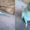 Blue Parrot: A Love-Filled Chatterbox | Adorable