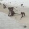 Boy’s Hilarious Encounter: Monkey Mayhem Unleashed! | Try Not to Laugh