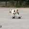 Bulldog Shreds Skate Park in Berlin | Adorable Cute Skateboarding Pup