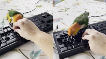 Caique-Parrots-Keyboard-Obsession-Super-Cute.jpg