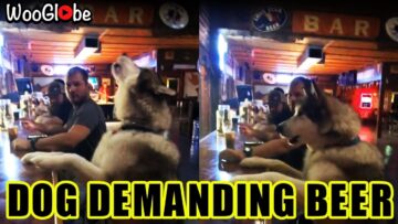Canine-Brewmaster-Husky-Hilarity-at-the-Bar-Try-Not.jpg