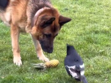 Canine-Chaos-vs-Feathered-Fury-Epic-Tug-of-War-Showdown-Super.jpg