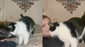 Cats-Hilarious-Reaction-to-Fake-Crying-Super-Cute.jpg