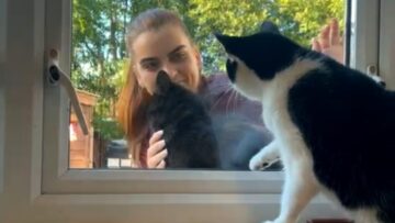 Cats-Jealous-Reaction-to-Neighbors-Kitty-Getting-Affection-Adorable.jpg