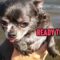 Chihuahua’s adorable air ‘swimming’ trick before diving into water | Super Cute