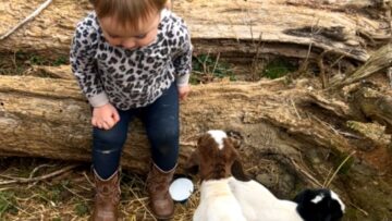 Confident-baby-girl-charms-with-adorable-response-to-baby-goats.jpg