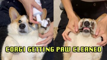 Corgis-adorable-paw-cleaning-routine-Super-Cute.jpg