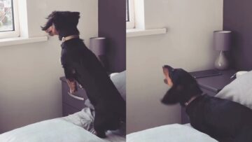 Dachshunds-adorable-first-encounter-with-butterfly-Super-Cute.jpg
