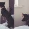 Dachshund’s adorable first encounter with butterfly | Super Cute