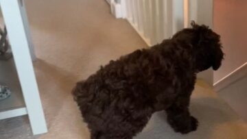 Dads-Arrival-Sends-Cockapoos-Excitement-to-the-Moon-Super.jpg