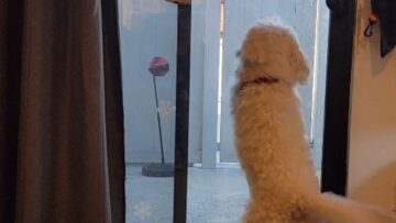 Dads-car-pulls-up-and-this-super-cute-dog-cant.jpg