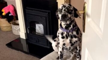Dalmatians-Heartwarming-Hug-Moms-Surprise-Reaction-Adorable.jpg