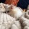 Dance Monkey Karaoke Howling Dog | Super Cute 🐶