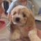 Daughter’s 1st Puppy Surprise from Mom Sparks Unforgettable Joy! | Heartsome