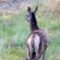 Doe and baby fawn’s adorable stroll in open field | Captivating wildlife moment! 🦌 #Cute