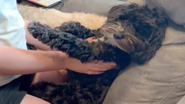Dog-Instantly-Falls-Asleep-Adorable-Aww-Moments.jpg