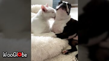 Dog-gets-adorable-tongue-bath-from-cute-cat-Adorable.jpg