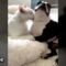 Dog gets adorable tongue bath from cute cat | Adorable