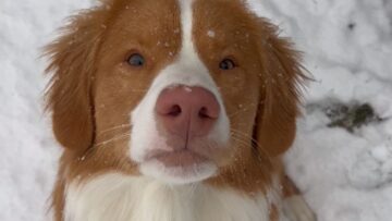 Dog-saves-photoshoot-by-chomping-on-snowflakes-Adorable-Cute.jpg
