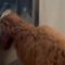 Doggo’s Dramatic Reaction to His Toy’s Wash Cycle: A Heartfelt Struggle! | Try Not to Laugh