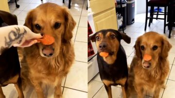 Dogs-Demonstrate-Self-Control-Adorable.jpg
