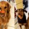 Dogs Demonstrate Self Control! | Adorable