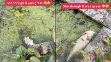 Dogs-Epic-Dive-into-the-Not-So-Clean-Pool-Regret-is-Real.jpg