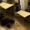 Dog’s Hilarious Attempt to Jump Over Box | Epic Fail Caught on Camera! Adorable 🐶