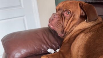 Dogs-Joyful-Howls-to-Melodies-Make-for-a-Hilarious-Musical.jpg