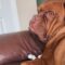 Dog’s Joyful Howls to Melodies Make for a Hilarious Musical Moment! | Heartwarming