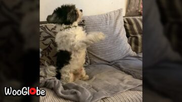 Dogs-adorable-reaction-to-owners-clapping-Cute.jpg