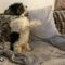 Dog’s adorable reaction to owners clapping | Cute