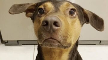 Dogs-heartwarming-tricks-to-delight-owner-Super-Cute.jpg