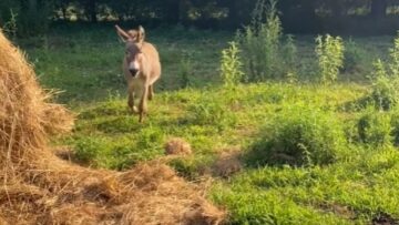 Donkeys-Playful-antics-with-jolly-ball-Adorable.jpg