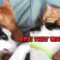 Dynamic Duo: Cat and Dog Besties! | Super Cute