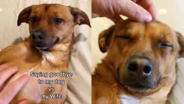Emotional-Farewell-Dog-vs-Wife-Adorable.jpg