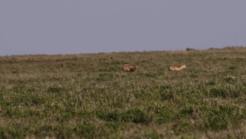 Epic-Chase-A-Cheetahs-Graceful-Hunt-for-Thomsons-Gazelle-in.jpg