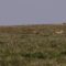 Epic Chase: A Cheetah’s Graceful Hunt for Thomson’s Gazelle in Nature’s Heartwarming Dance | Heartsome