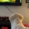 Excited Doggo Watching Favorite Movie | Adorable Cutie