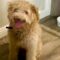 Excited Pup Celebrates Birthday | Adorable