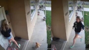 Feathered-Fury-When-This-Rooster-Turns-Into-a-Comedic-Chaser.jpg
