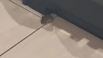 Feline-Heroics-Mouses-Mischief-Meets-Its-Match-When-the-Cat.jpg